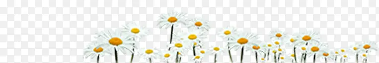 手绘户外白色小花花朵