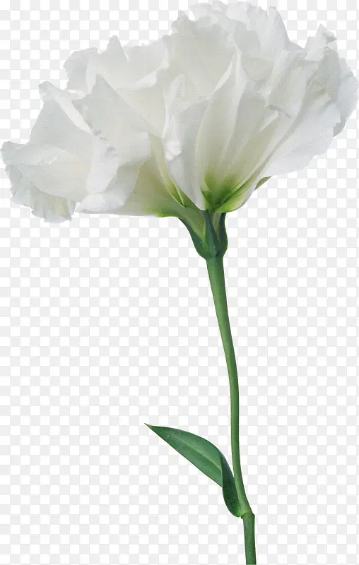 白色花朵花枝一枝花PNG图片素材下载_图片编号10179113-PNG素材网