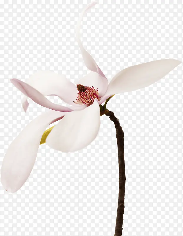 白色花朵高清白色花瓣