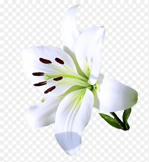 白色花朵花蕊装饰图片