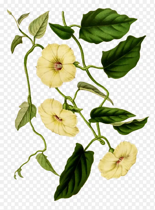 手绘白色花朵植物