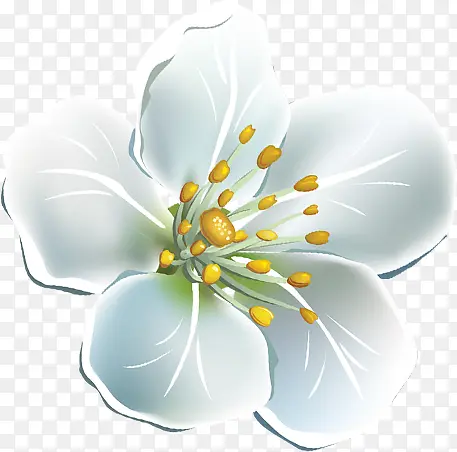 手绘白色花朵花瓣