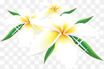 白色花朵植物手绘