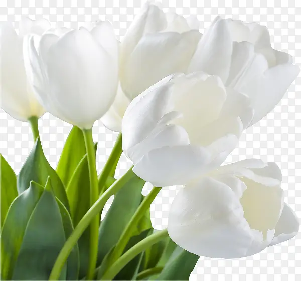 白色花朵装饰图片