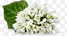 白色纯洁花朵设计