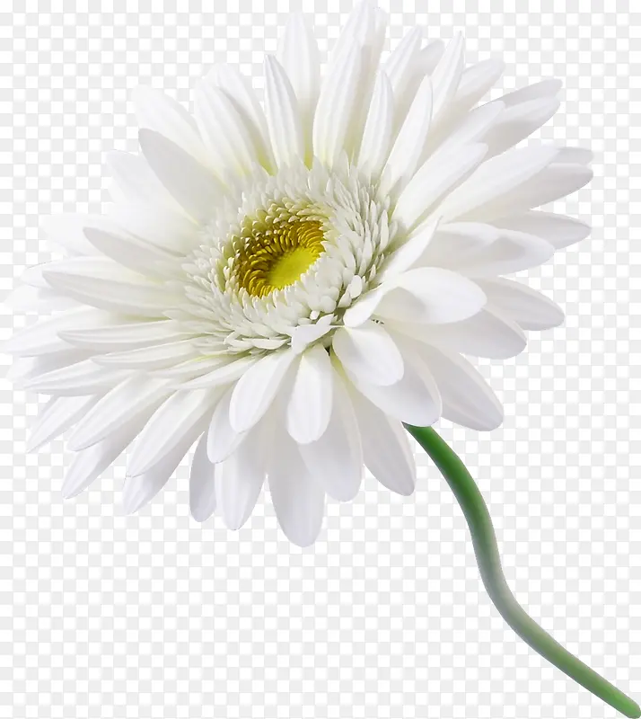 白色向日葵花朵植物花朵
