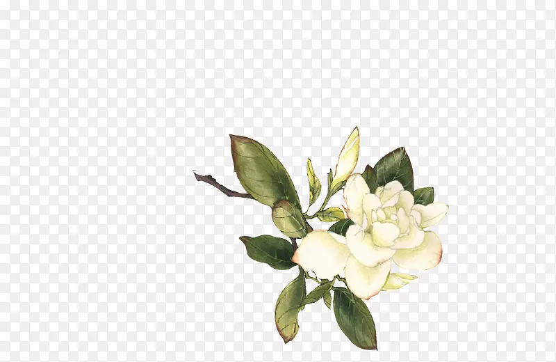 花朵彩绘白色花朵花枝牡丹花