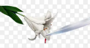 白色花朵剑划过