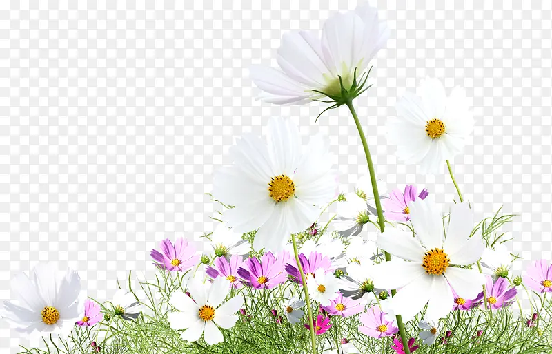 白色春天郊外花朵植物