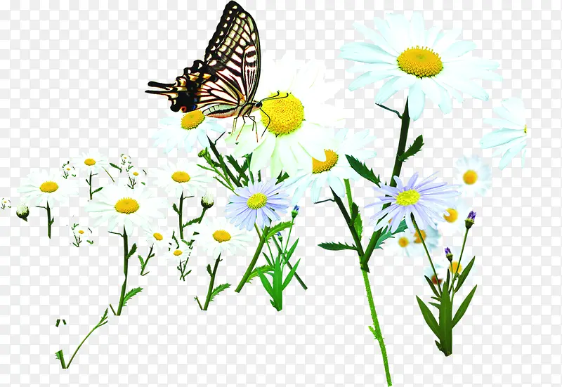 白色野外花朵蝴蝶