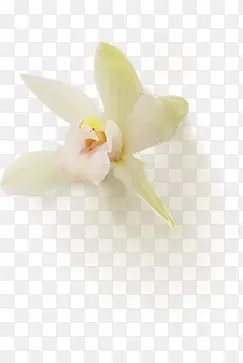 清新白色花朵装饰