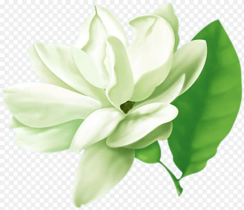 花瓣白色花朵