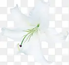 白色唯美纯洁花朵节日