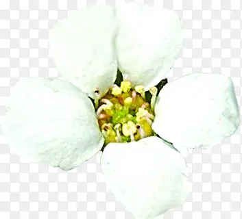春天白色花朵花蕊