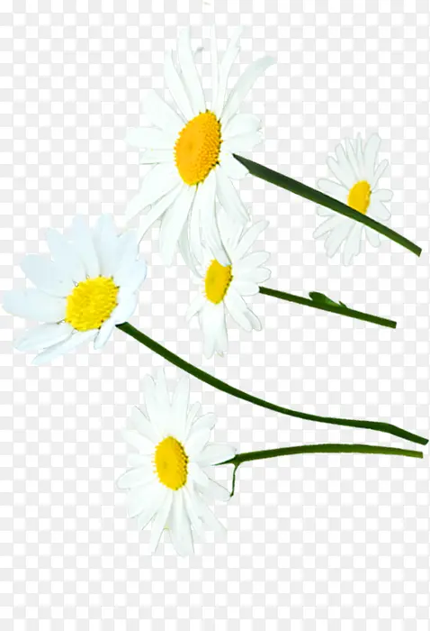 白色清新春天花朵