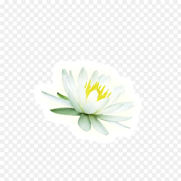 白色花朵花卉花瓣