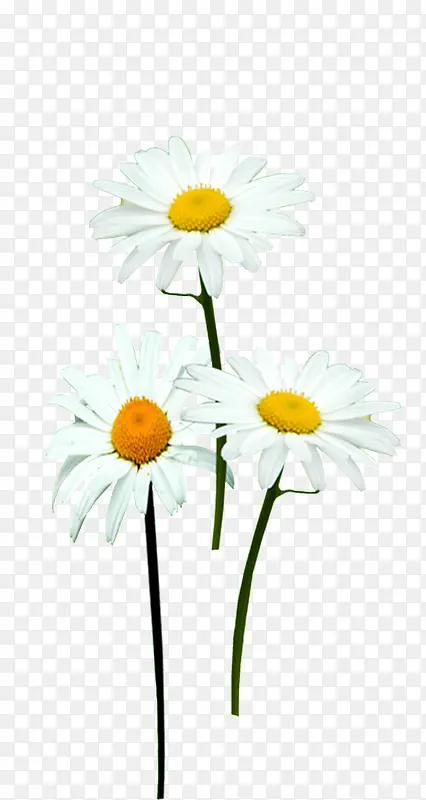 白色花朵设计唯美