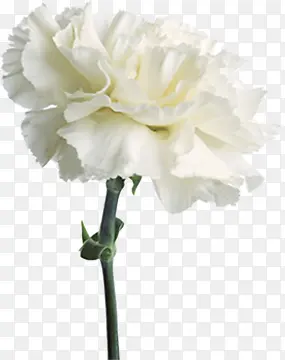 白色唯美花开花朵