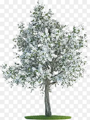 白色花朵植物大树