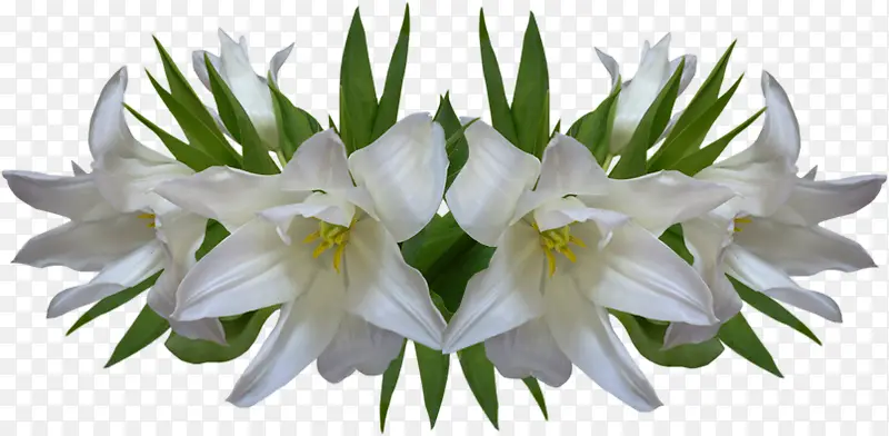 花朵白色花朵装饰