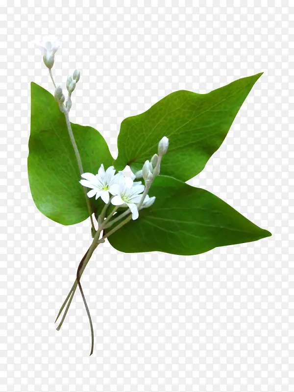 白色花朵绿色叶子树枝