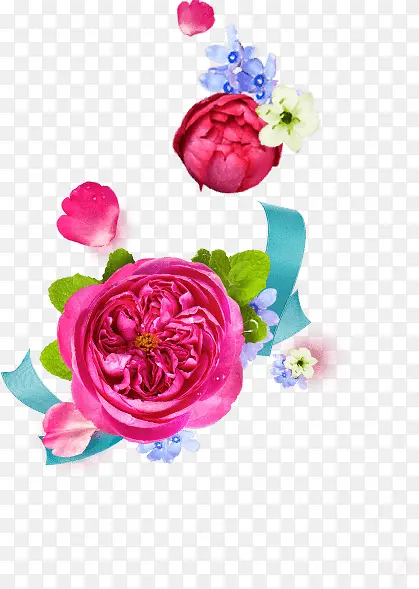 红色玫瑰花白色花朵花瓣
