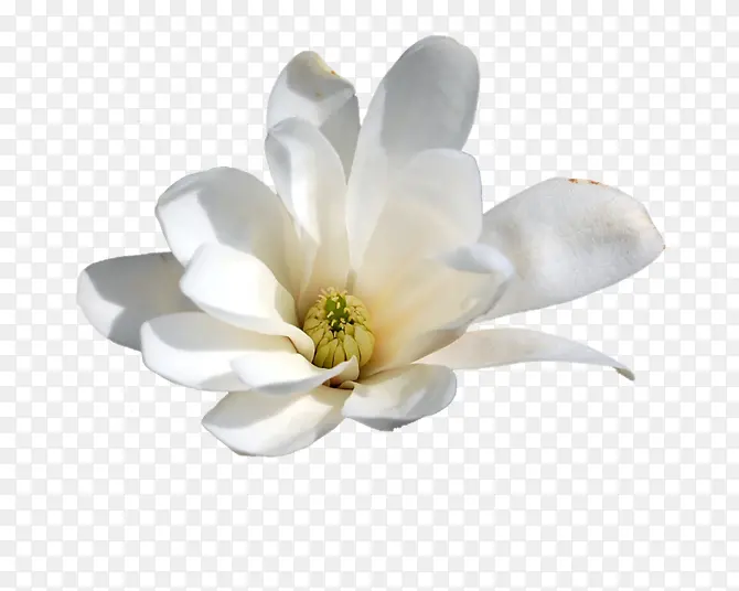 白色栀子花花朵装饰