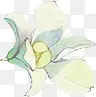白色花朵手绘小白花