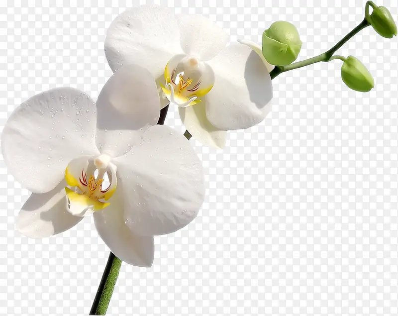 白色花朵花枝图片