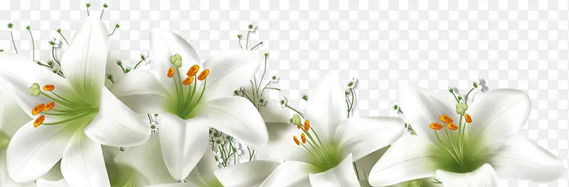 白色卡通唯美百合花朵