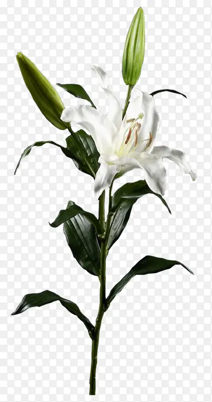 水彩白色花朵花苞