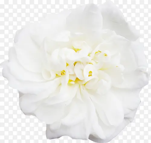 白色花朵梦幻黄蕊