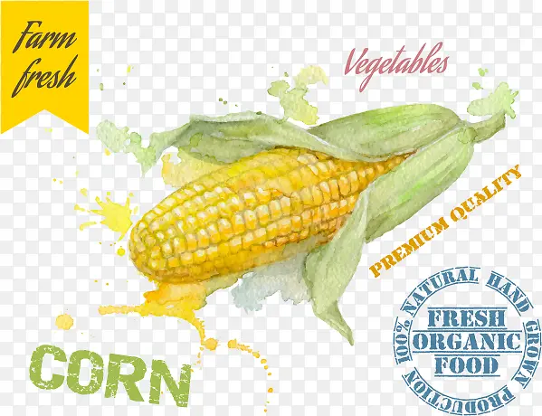 玉米蔬菜绘画设计矢量素材