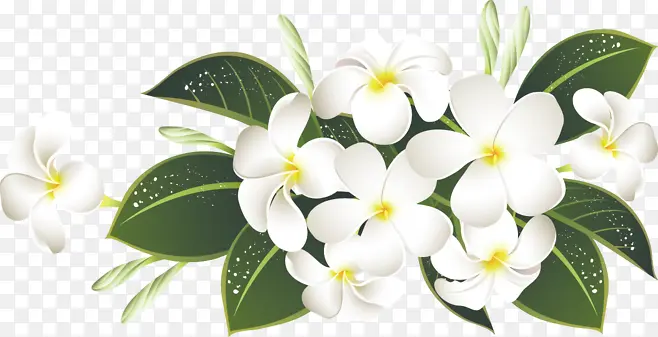 花朵绿叶手绘白色