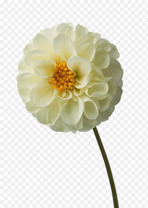 白色花朵花蕊装饰
