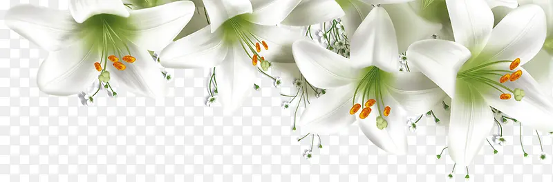 春天白色缤纷花朵
