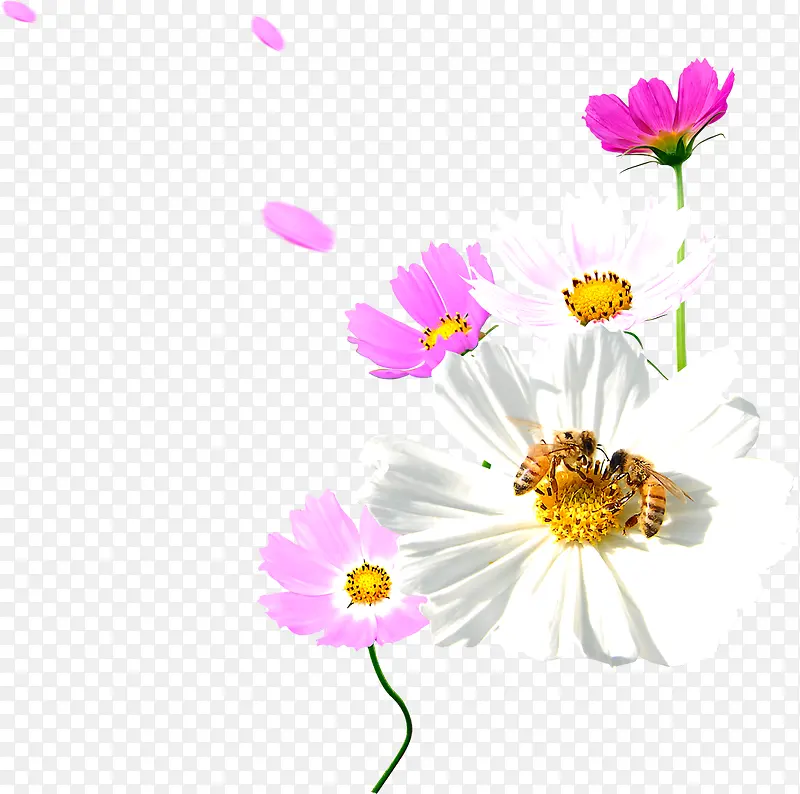 春天粉白色漂浮花朵