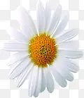 白色精美花朵植物
