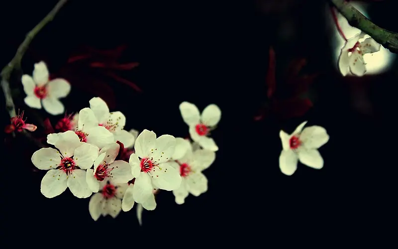 高清白色花朵壁纸