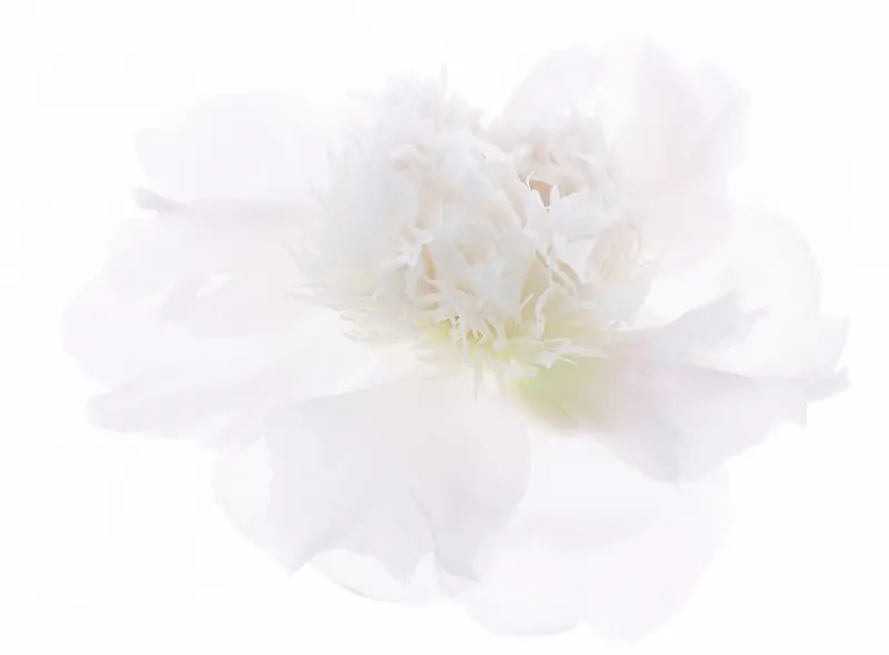 高清梦幻白色花朵花瓣