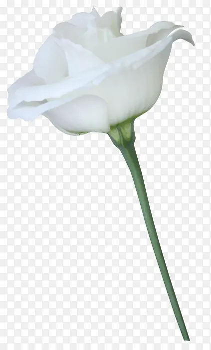 白色玫瑰花朵高清