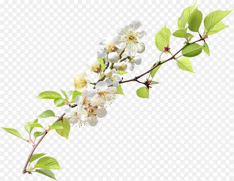 白色春天花朵树叶美景