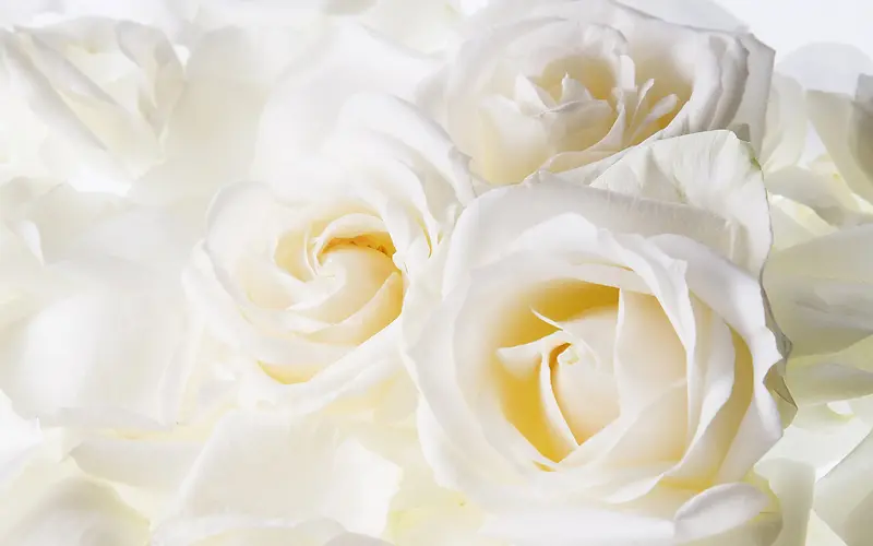 白色鲜艳的玫瑰花朵