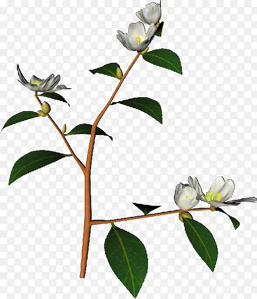 花朵藤蔓白色树枝植物