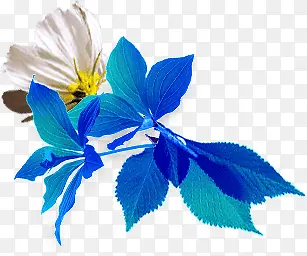 蓝色树叶白色花朵