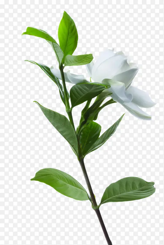 长白色花朵的绿树枝