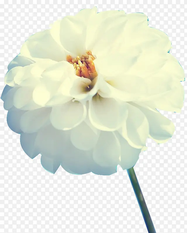 白色花朵花蕊