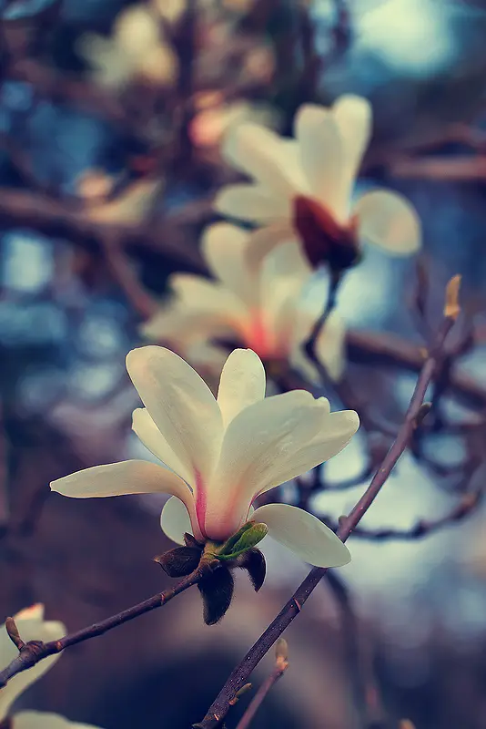 白色花朵风光摄影