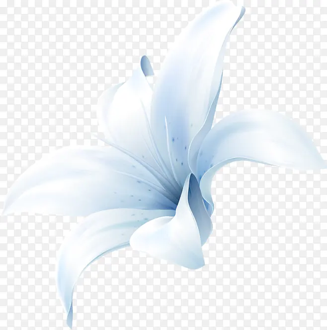 白色花朵高清手绘