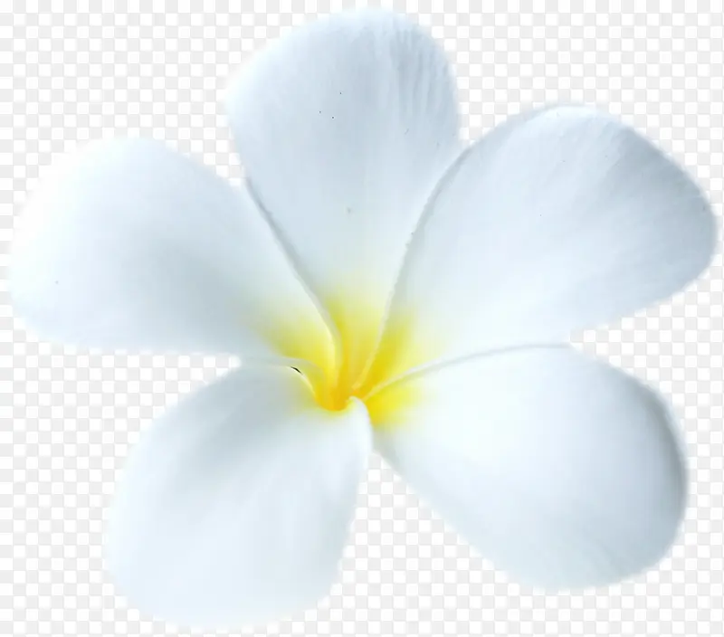白色梦幻花朵美景